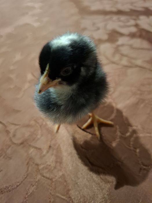 Pintos e Galinhas Pedres Portuguesa