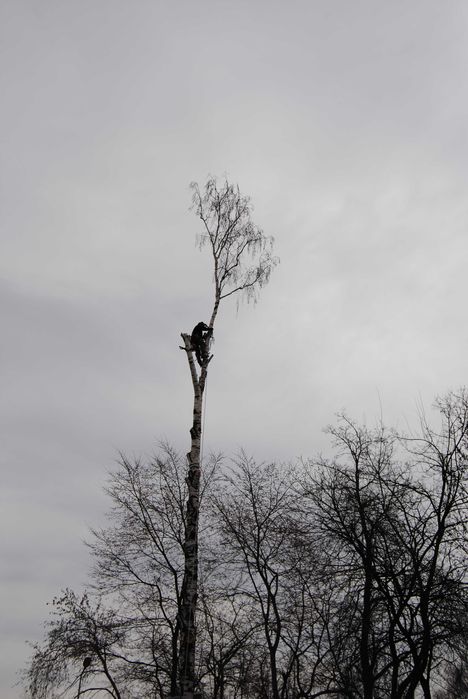 Wycinka drzew, metodą alpinistyczną lub tradycyjną.