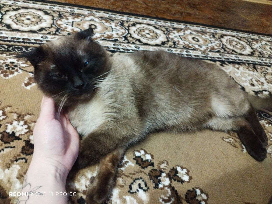 Котик шукає наречену