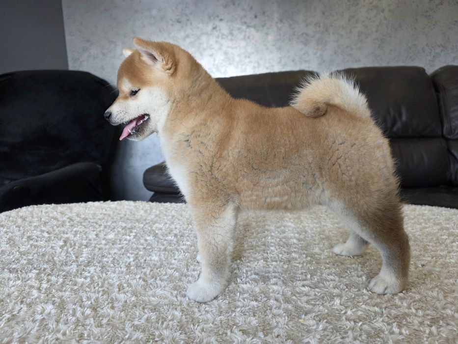 Shiba inu ZKWP FCI wyjątkowe szczenie