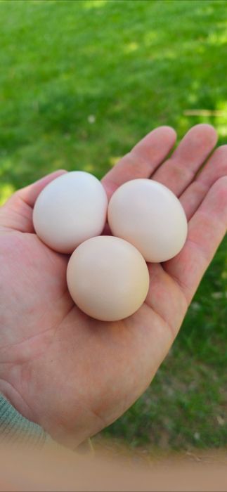 Jaja jajka lęgowe silki silka