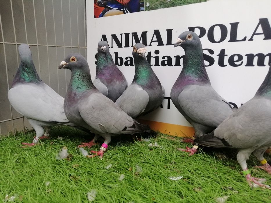 Gołębie pocztowe. Barles. Barlesy. Możliwy transport od 2 stycznia