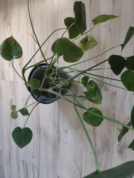 monstera deliciosa