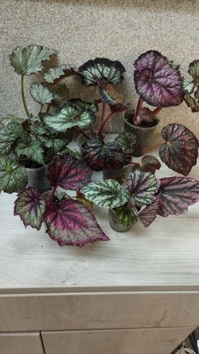 Набір з 7 діток декоративно-листових бегоній