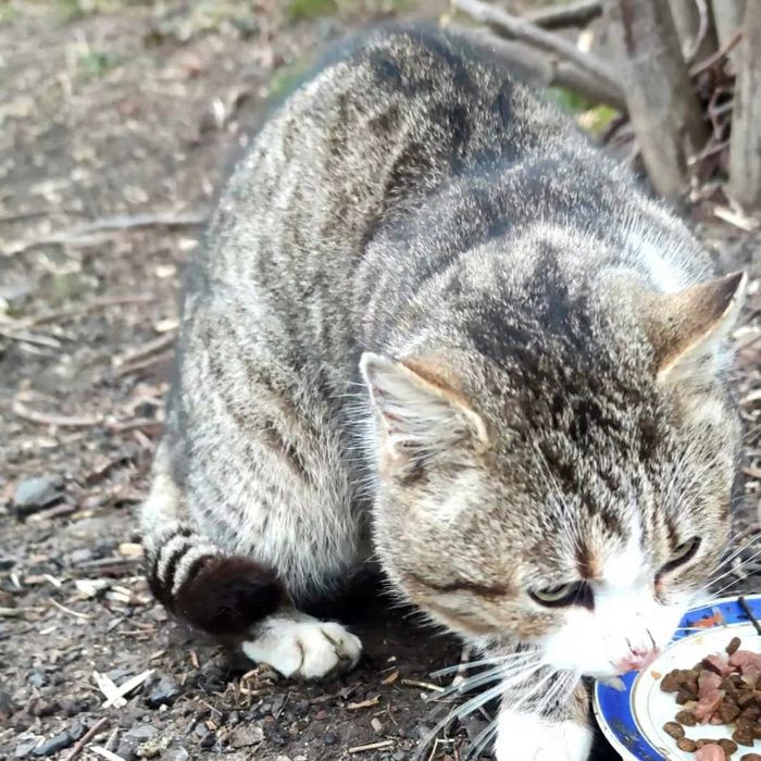 Отдам кота лесного окраса, 10 месяцев