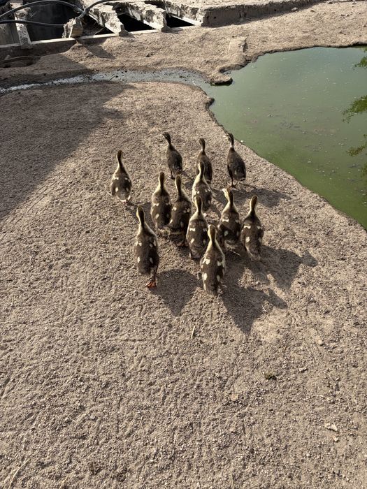 Ninhada 12 patos