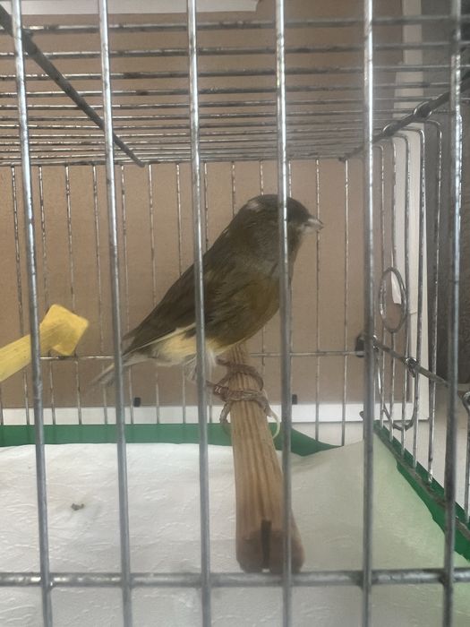 Kanarek Samiec Harceński