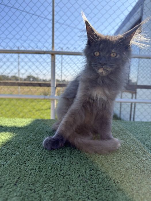 Kotki maine coon FPL gotowe do nowego domu