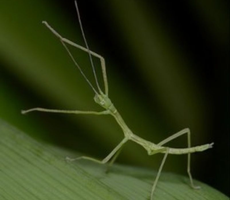 małe patyczaki rogate