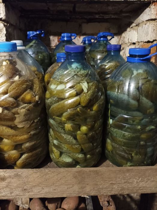 солоні огірки, бутиль 5л 6л