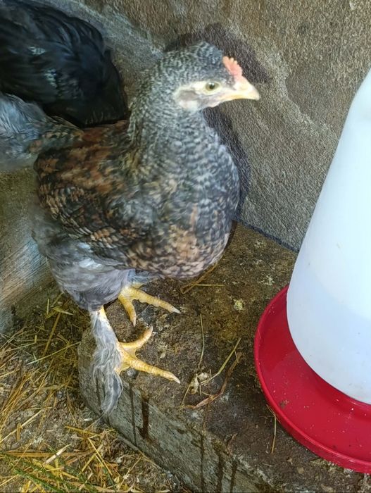 Galos para consumo ou galinheiro