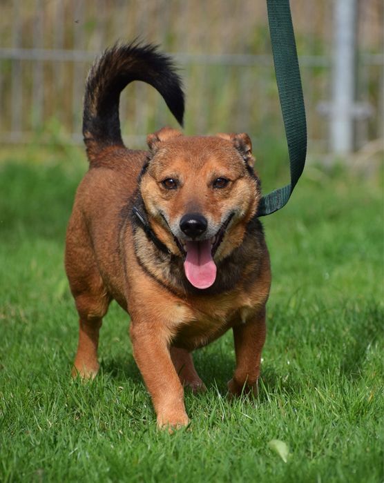 Mały, rudy Ekwador szuka domu!