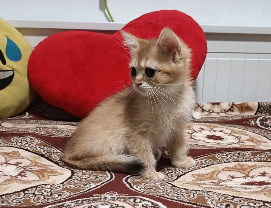British Shorthair macho