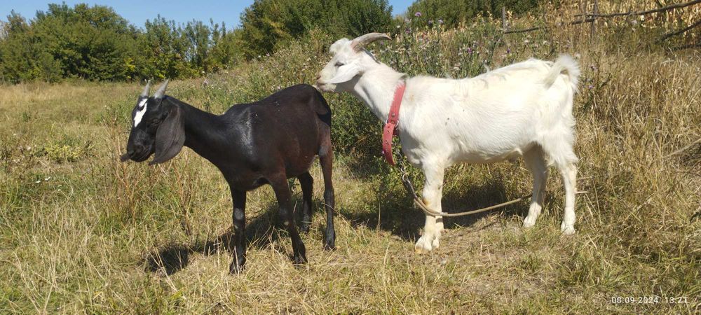 Козульки, першокотка і її діти