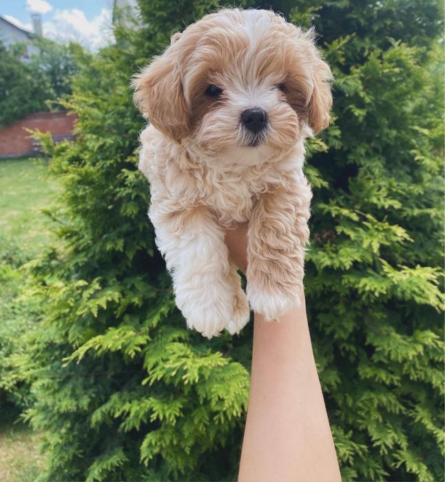 Шикарні малюки міні мальтіпу