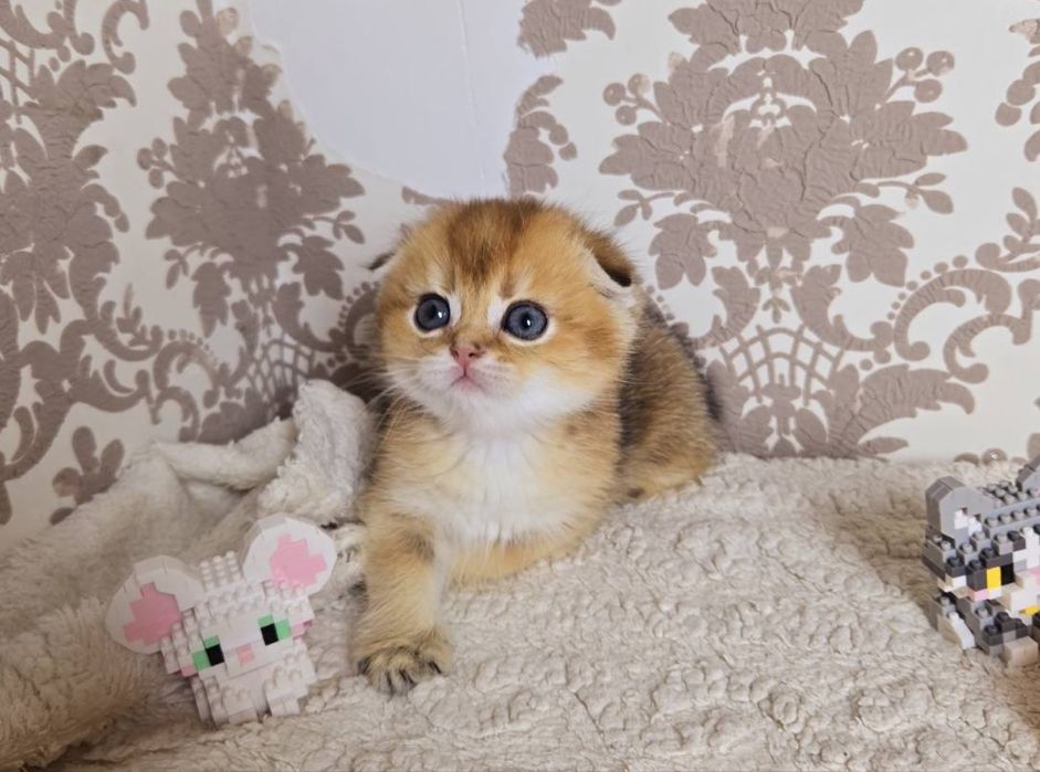 Найгарніші шотландські красуньчики