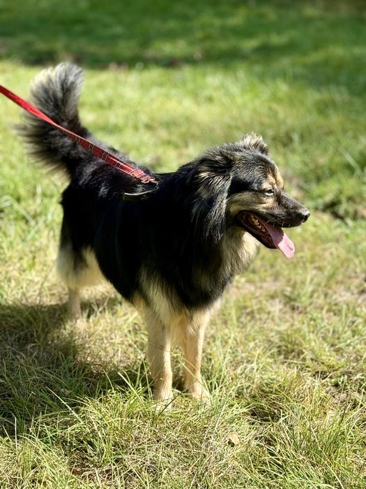 Szarik — piękny pies do adopcji