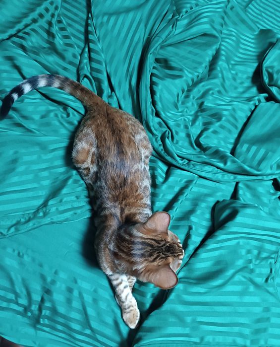 Бенгальський кіт. Вязка