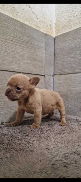 Bulldog francês Fêmea Cor Isabella