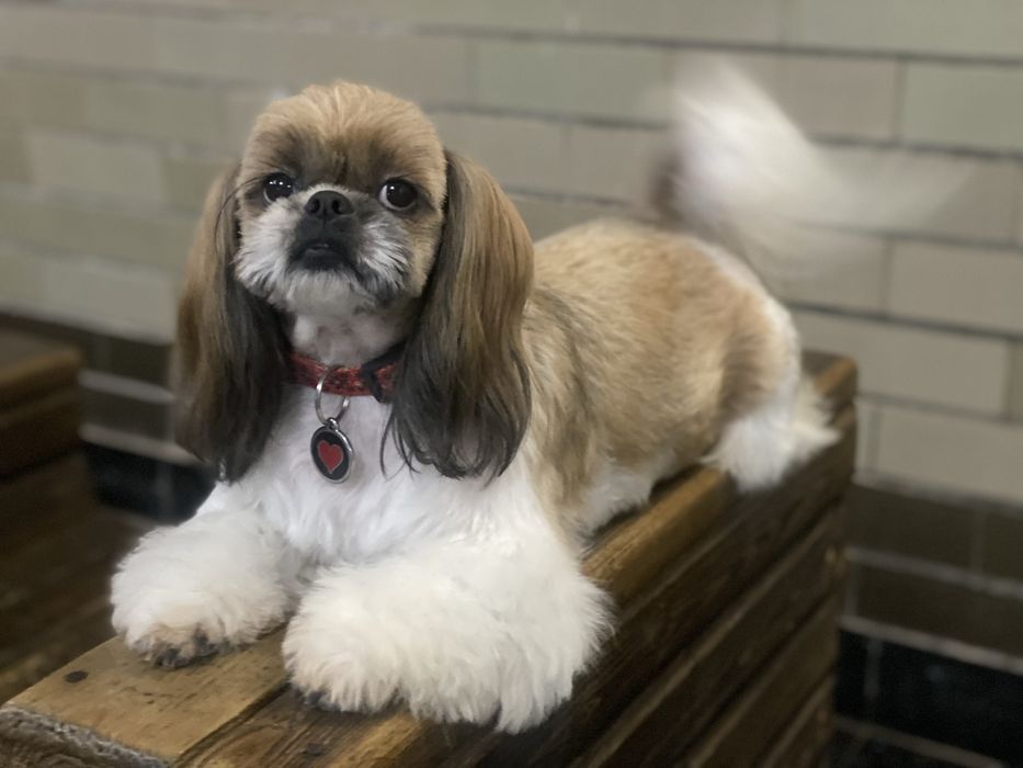 Цуценята ши тцу з документами КСУ