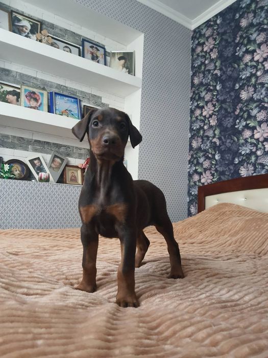 Шикарные мальчишки и днвчёнки добермана КСУ-FCI