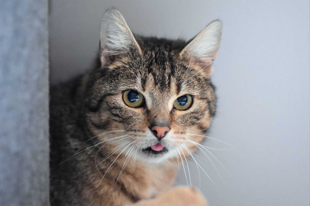 Brit – cichy obserwator i wierny towarzysz