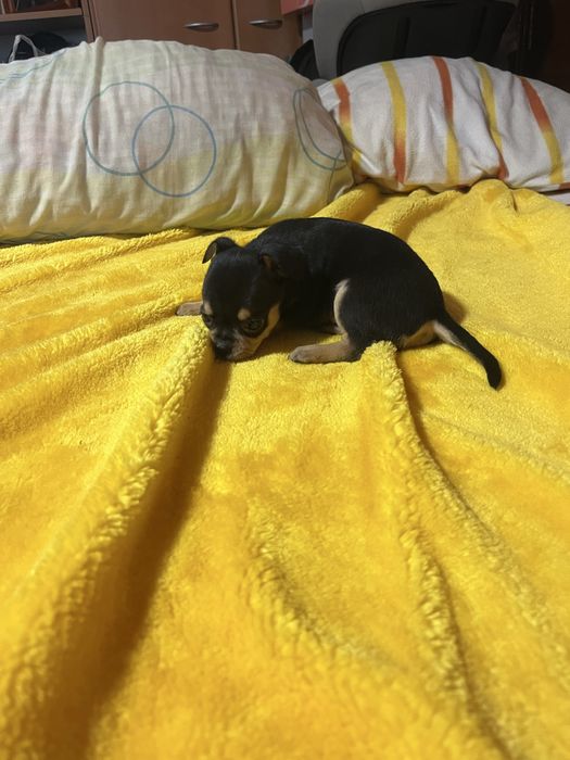 Chihuahua macho muito pequeno
