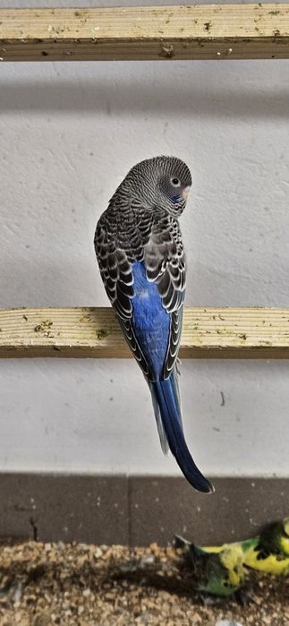 Papuga papugi faliste blackface