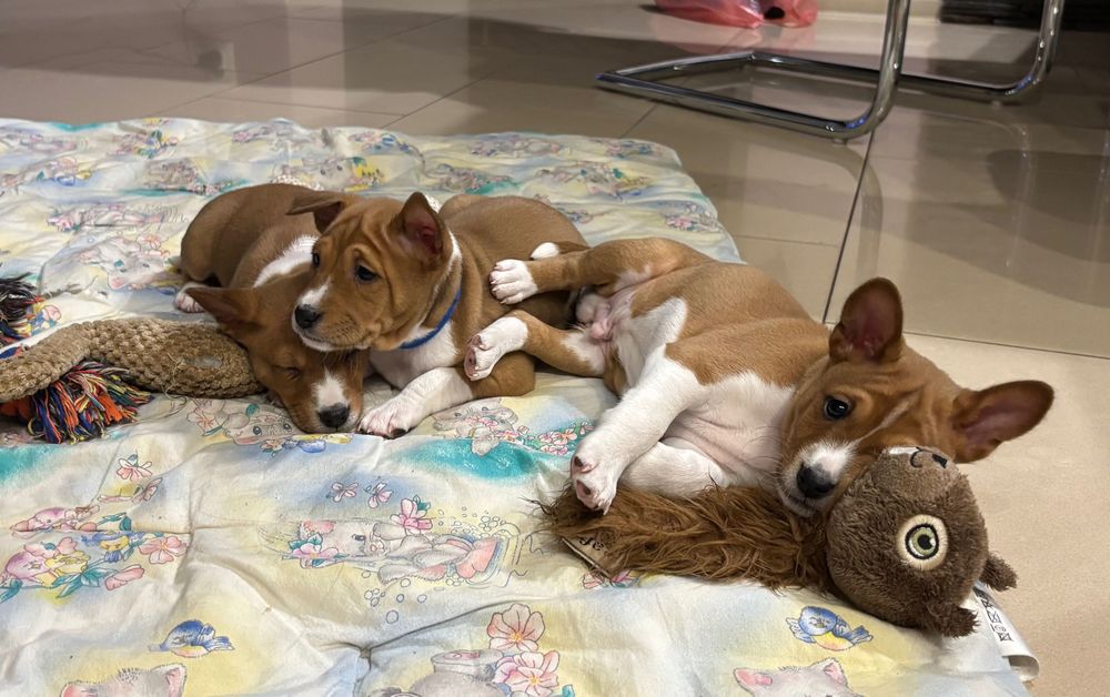 Szczenię Basenji FCI