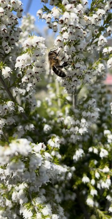 Mel natural multifloral