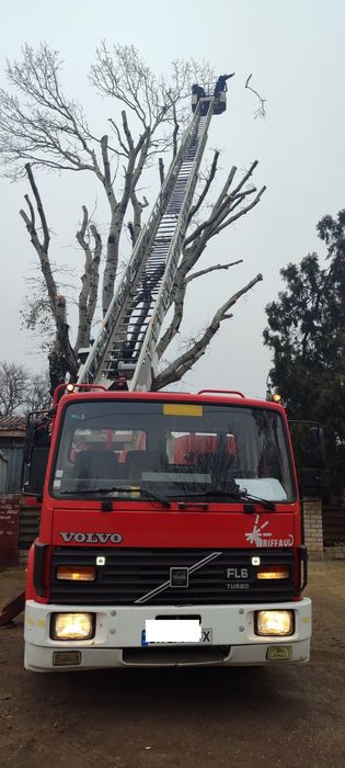 Спил и Обрезка деревьев. Обрезка веток