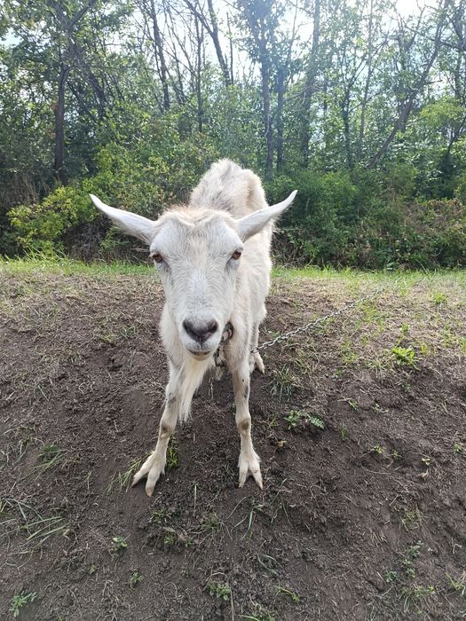 Продам дійну козу