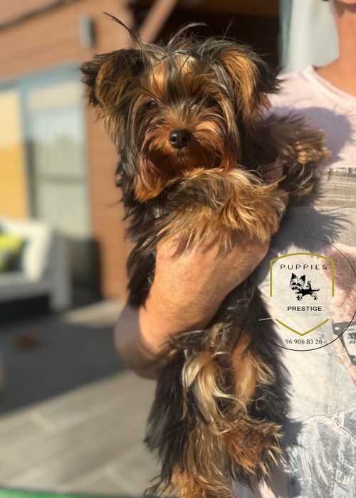 Yorkshire Terrier. Disponível para namoro.