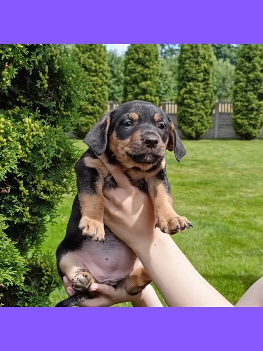 Szczenięta, docelowo średnie adopcja za darmo oddam
