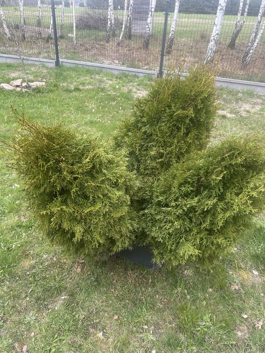 Tuje 3 sztuki komplet