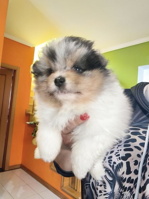 Spitz alemão Blue Merle