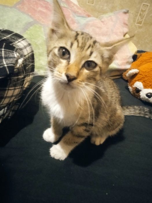 Отдам кошечку бесплатно в добрые руки