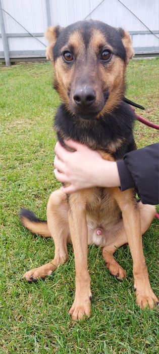 Jaśko piesek idealny do adopcji