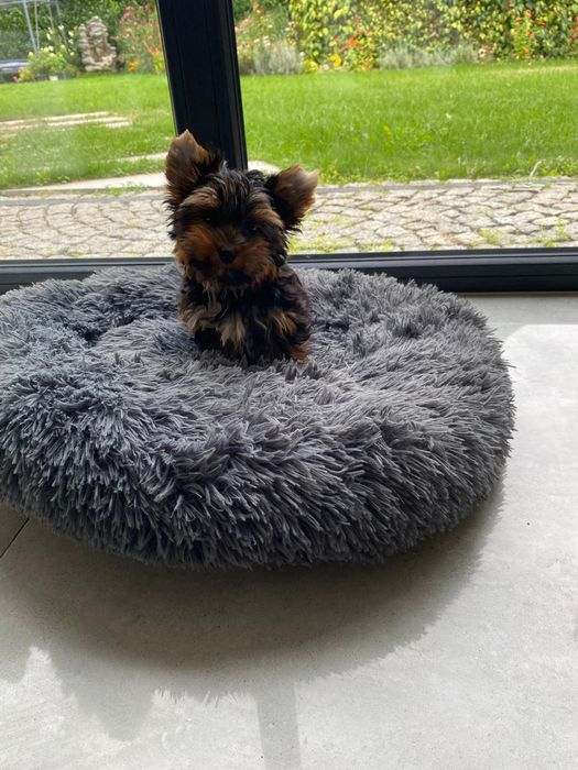 Yorkshire terrier black tan gen biewer-chłopczyk