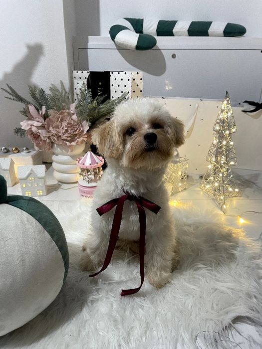 Помапу — Пухнасті принцеси хочуть до вас