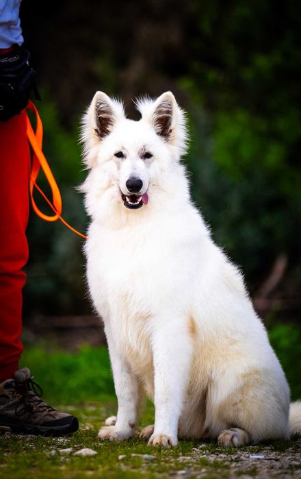 Pastor Suíço Branco – Já com Base de Obediência