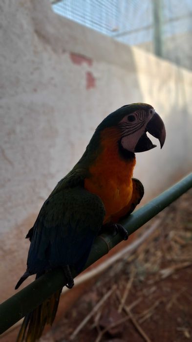 Araras , Miligold. exóticas