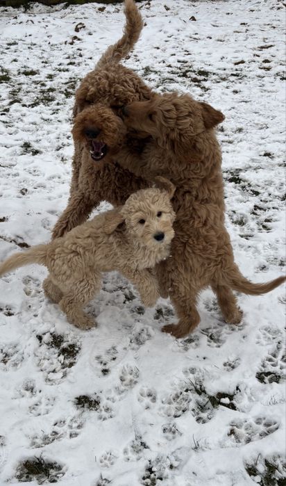 Goldendoodle F1 standard