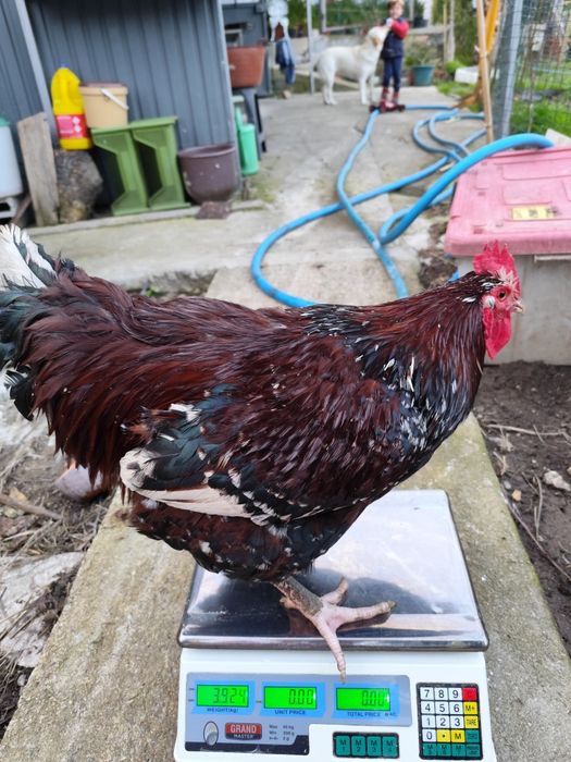 Ovos de tricolor férteis