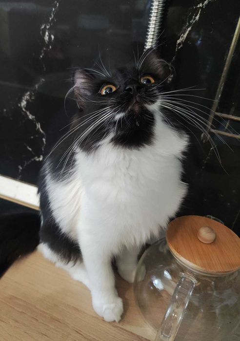 Rezolutna syberyjka Jasya szuka domu