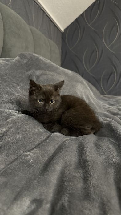 Шотландська киця