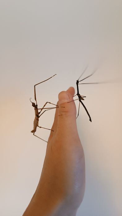 Палочники домашній