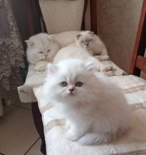 Вязка , британская шиншила. Поселок  Котовского