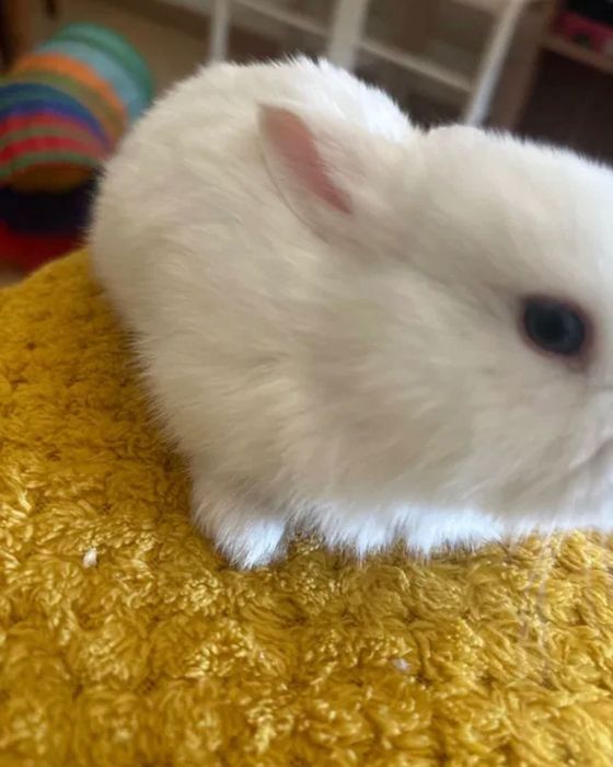 Coelho anão branco muito dócil