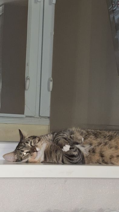 Продам не породистого котика. Все є для кота